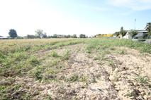 TERRENO AGRICOLO ED EDIFICABILE in Vendita
